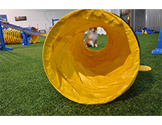 Puppy Tunnel.