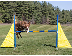 Cool Runners: Wing Jump