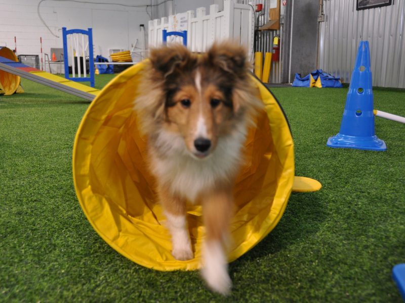 78" Long Puppy Tunnel x 16" Diameter UV Resistant Yellow